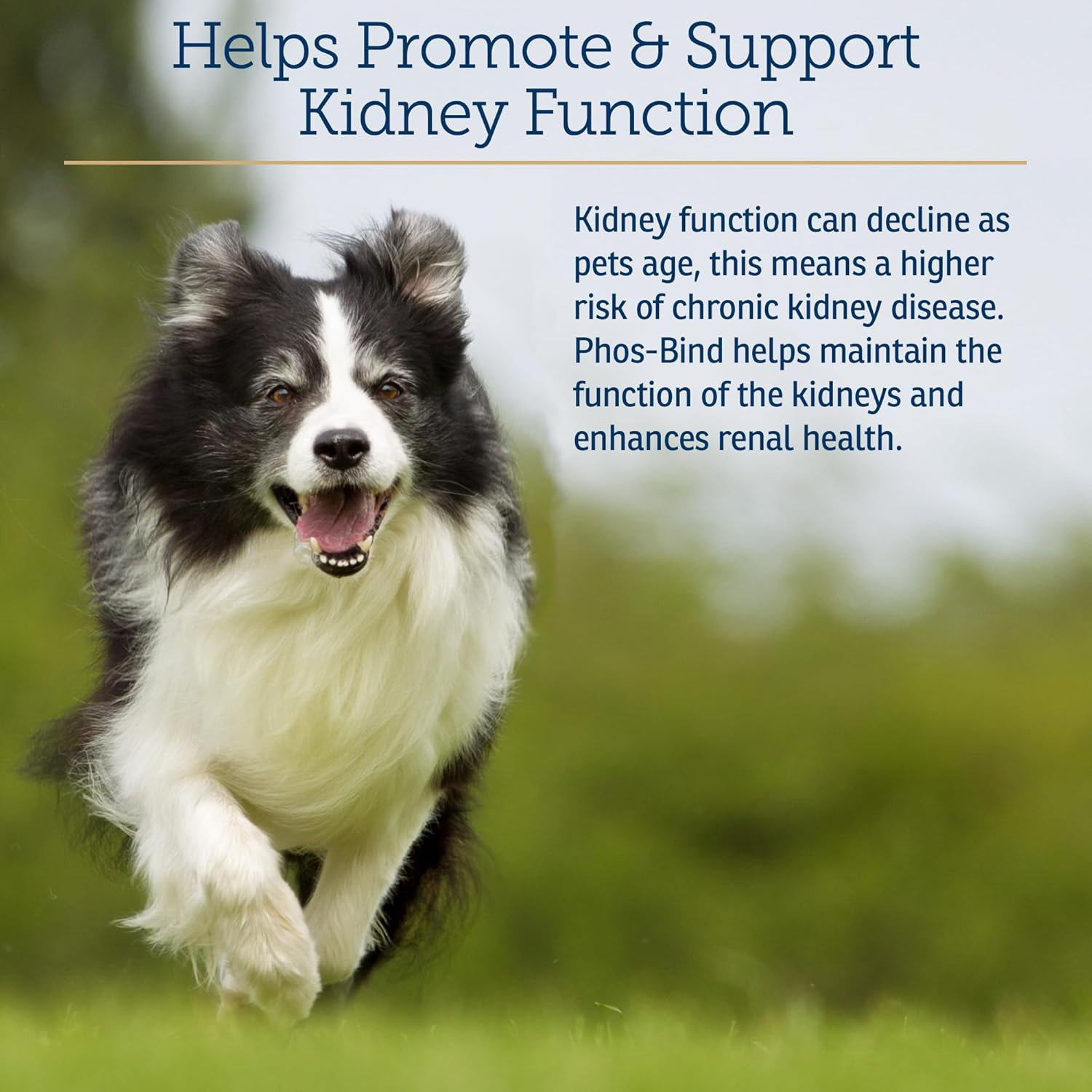 Phos-Bind – Kidney Support Supplement Powder – Phosphate Binder for Cats & Dogs