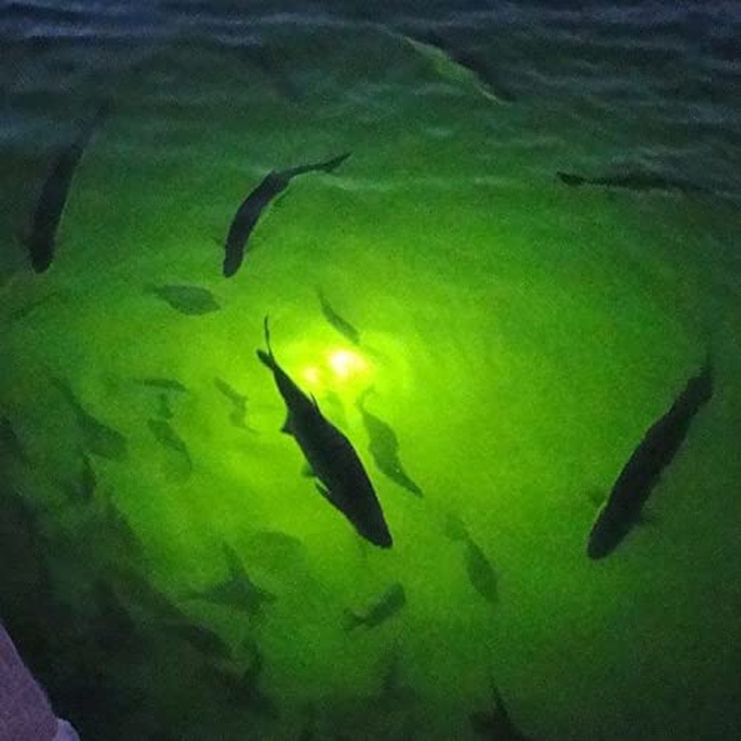 70W 130W DC 12V IP68 Waterproof Aluminum High Power Glowing Boat Fish Attract…